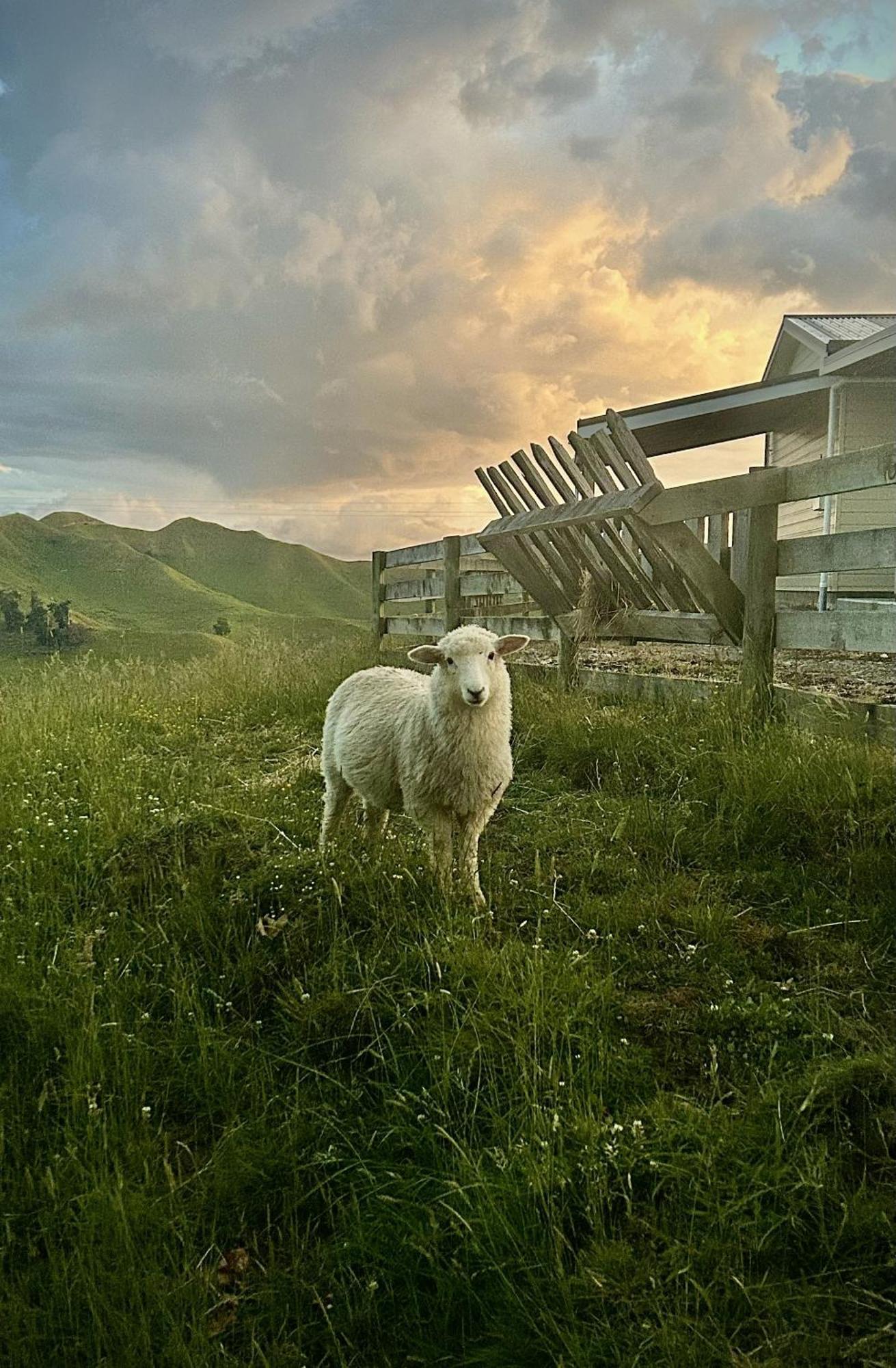 Hopwood Bed & Breakfast Taihape Exterior photo
